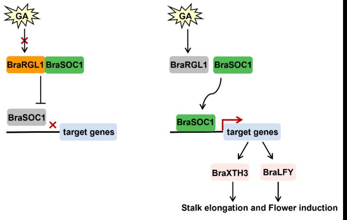 Figure 1 Image Eurekalert Science News Releases 