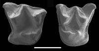 <i>Mystacina miocenalis</i> Fossil Teeth