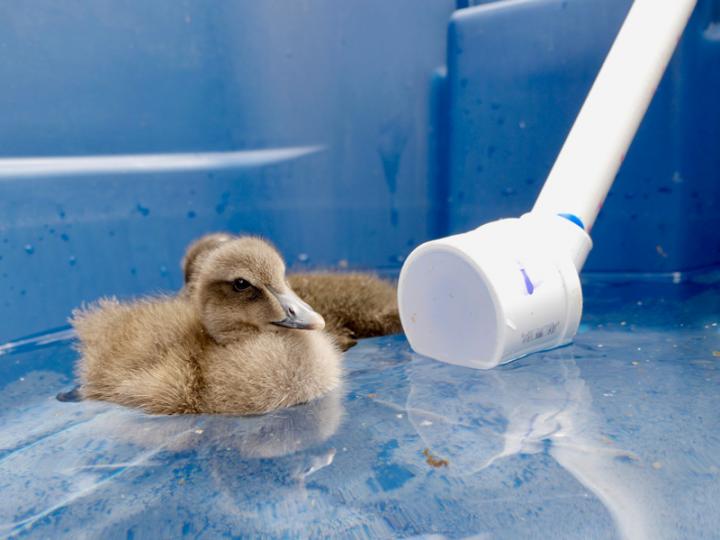 Nothing Common about This Eider