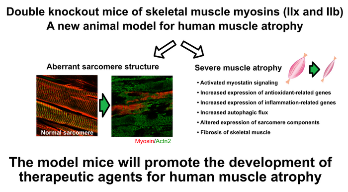 Muscular abnormalities in double myosin knockout mice