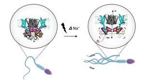 Sperm's secret voltage switch