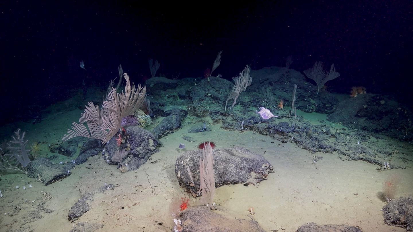 Coral Garden Found in Bremer Canyon