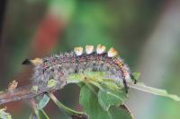 Western Tussock Moth Caterpillar