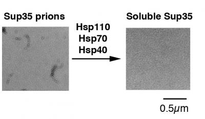 Molecular Chaperones Dissolving Prions