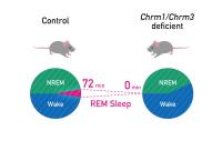 Chrm1 and Chrm3 Receptors are Necessary for REM Sleep