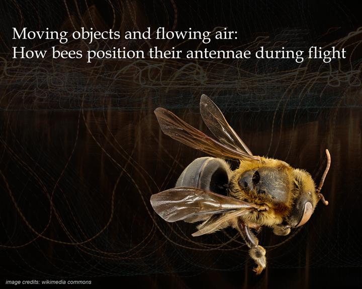 Moving Objects and Flowing Air: How Bees Position Their Antennae During Flight