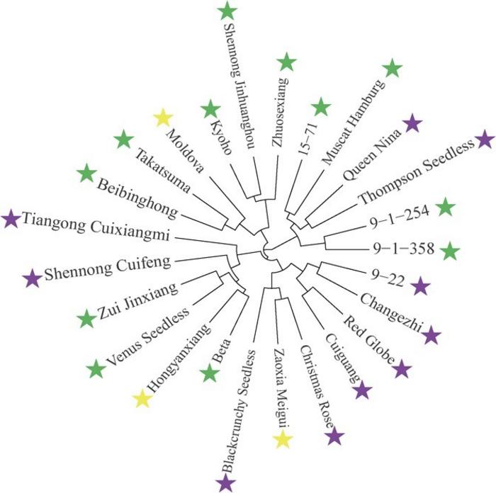 The genetic diversity of 25 grape cultivars (lines) with different berry textures.