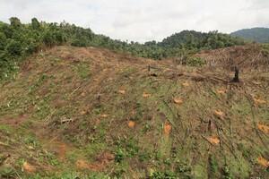 Young Trees on a Bank of Earth