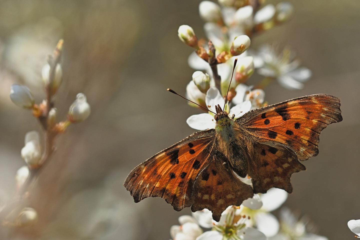 Southern Comma