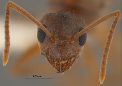 Crazy Ant (<i>Nylanderia fulva</i>) Queen Head