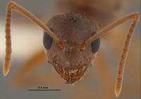 Crazy Ant (<i>Nylanderia fulva</i>) Queen Head