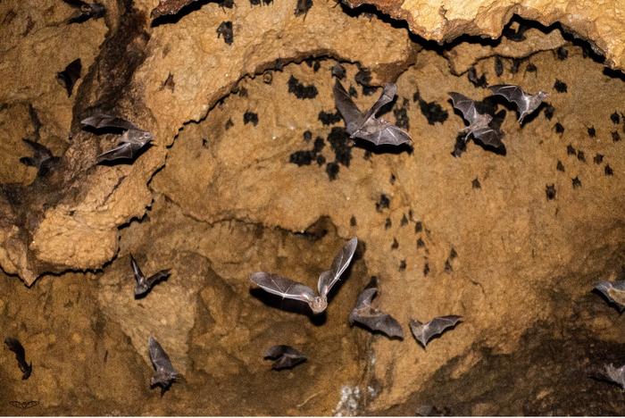 bats in cave