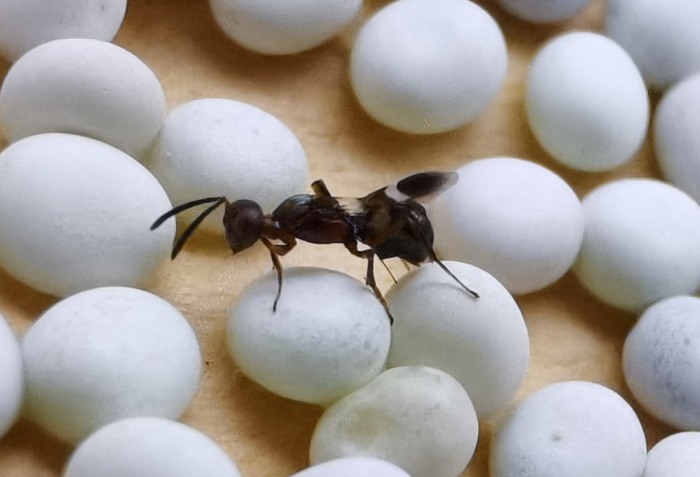 Anastatus japonicus Ashmead (Hymenoptera: Eupelmidae) attacking factitious host eggs