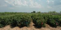 Safe Seed: Researchers Yielding Good Results on Food Cotton in Field (2 of 3)