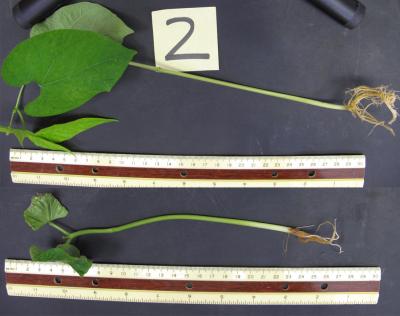 Hydrogen Sulfide-Treated Beans