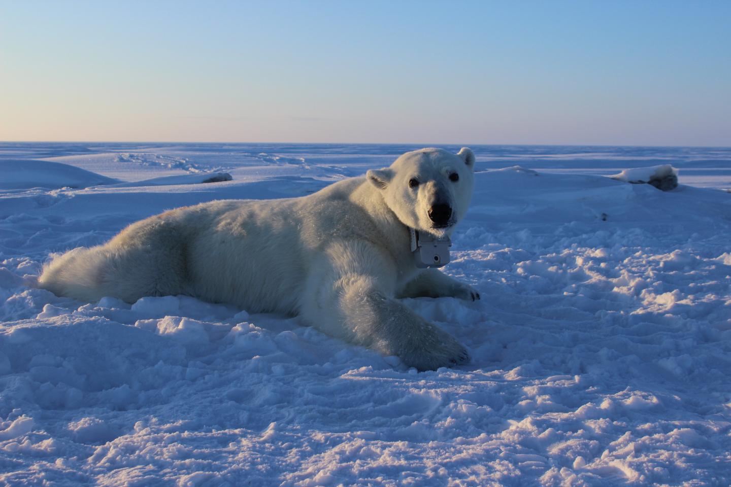 Increasing Loss of Spring Sea Ice Taxes Polar Bear Metabolism (1 of 1)