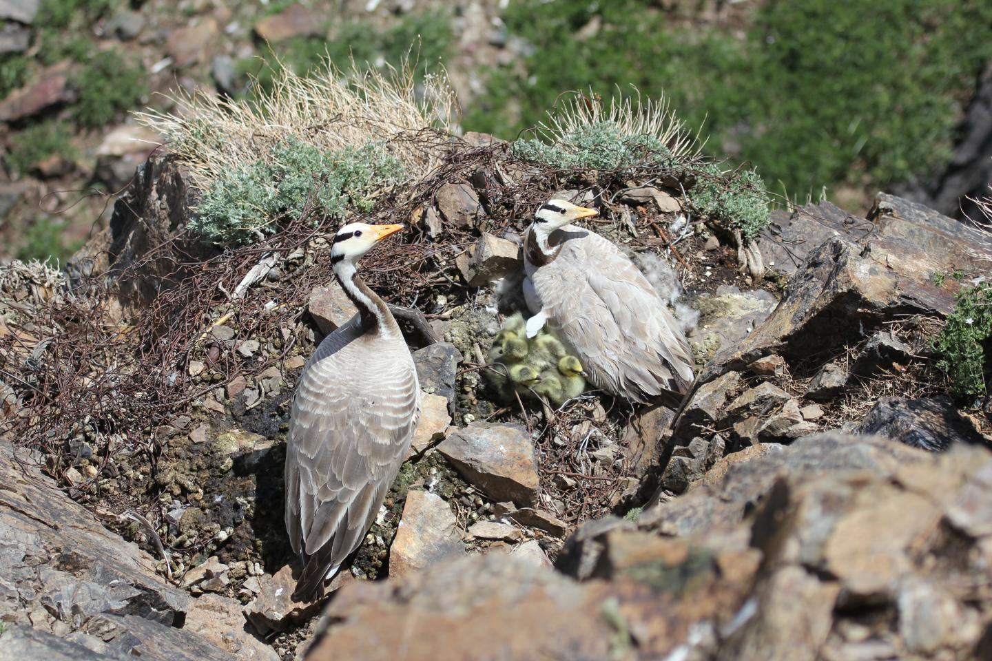 Geese Use 'Roller Coaster' Strategy to Fly Over Himalayas (6 of 12)