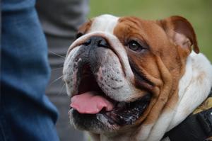 The difference between two brachycephalic and one mesocephalic dog breeds’ problem‑solving performance