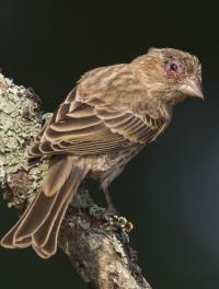 Infected House Finch