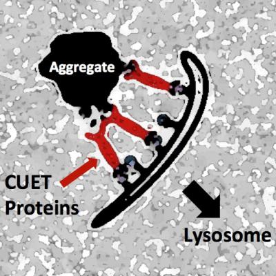 A New Cellular Garbage Control Pathway with Relevance for Human Neurodegenerative Diseases