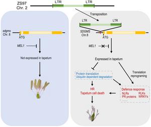 A working model of dominant male sterility caused by SDGMS.