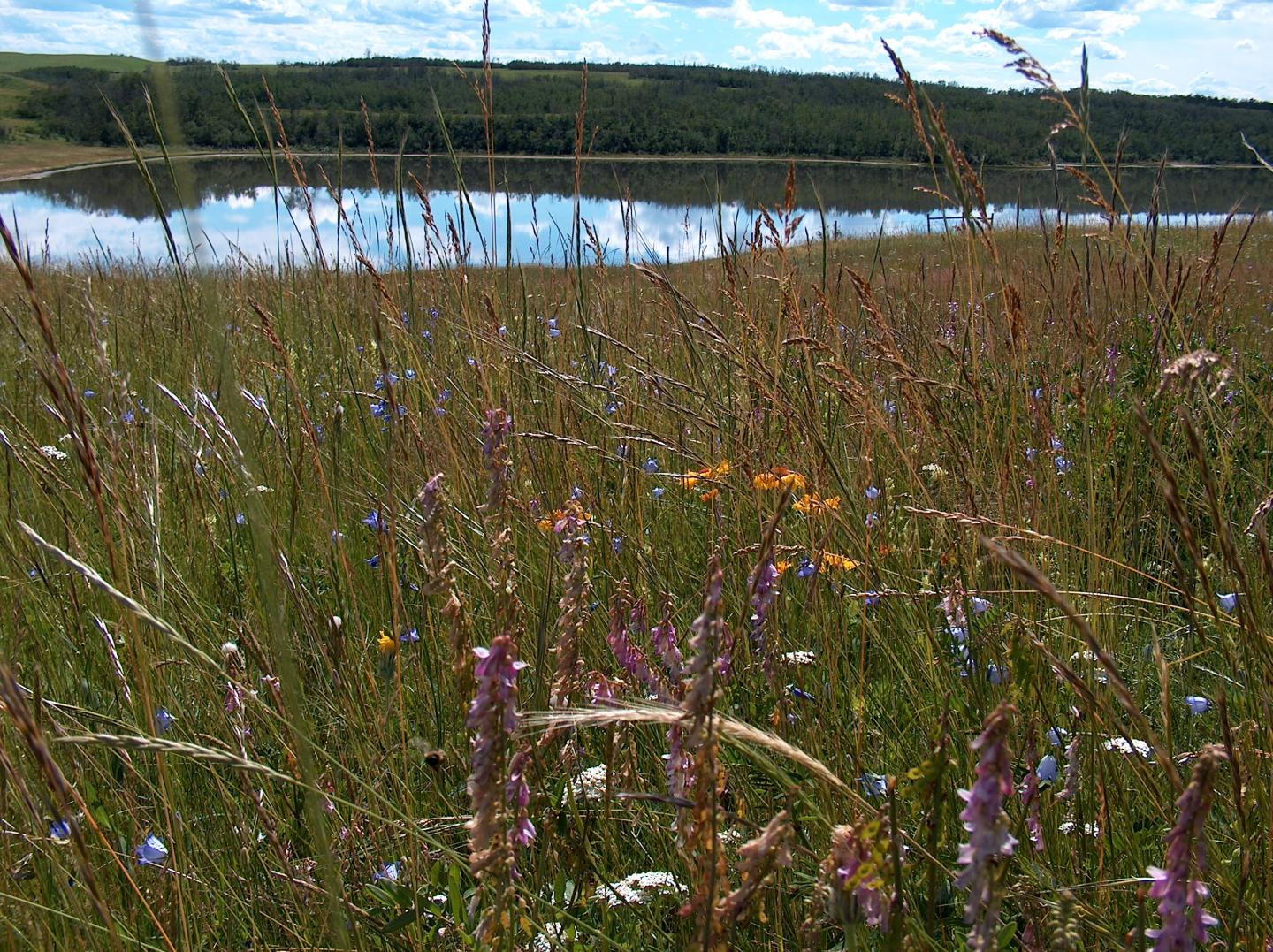 Roy Berg Kinsella Research Ranch