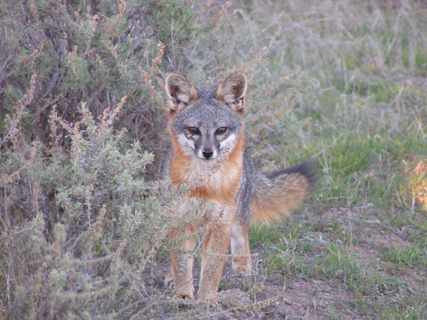 Santa Catalina Island Fox