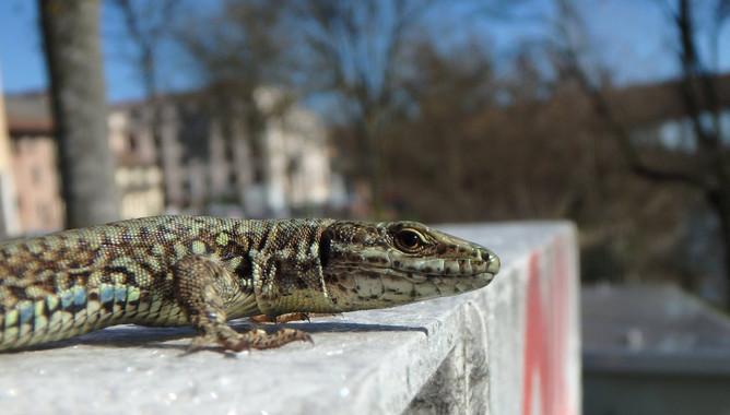 Wall Lizard Becomes Accustomed to Humans and Stops Hiding