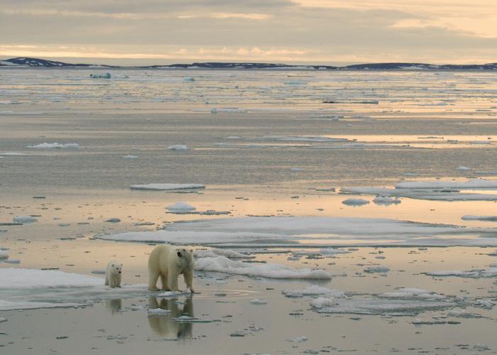 Polar bear mom and cub on the sea ice, near Svalbard