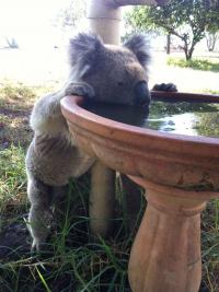 Koala Drinking from a Birdbath