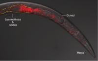 Killer Sperm Invades Female Worm's Body