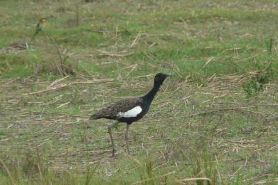 Bengal Florican