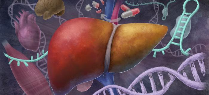 Liver involvement in muscular dystrophy