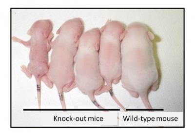 The Silence of the Genes -- New Insights into Genomic Imprinting
