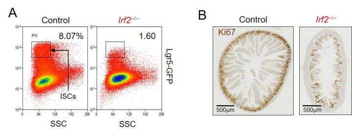 Figure 1. An IRF2 deficiency reduces intestinal stem cells (ISCs) and attenuates crypt regeneration after injury.