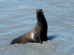 California sea lion