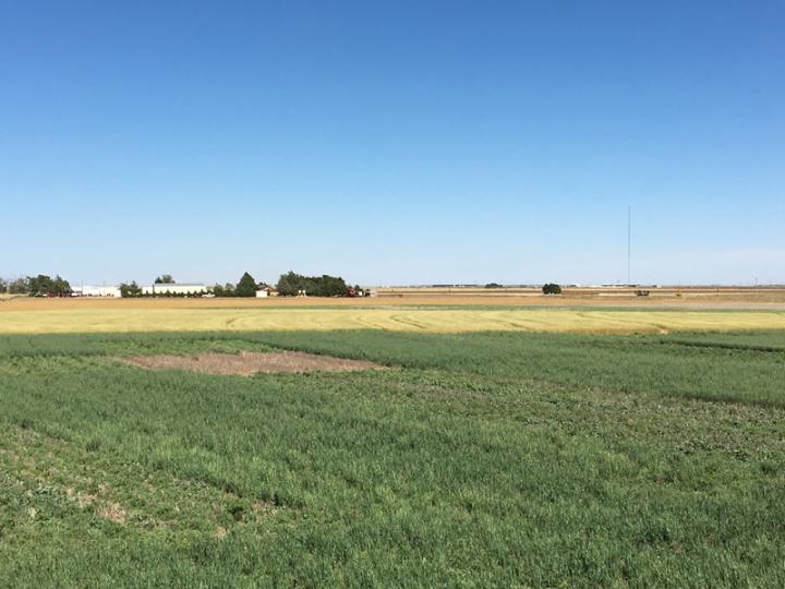 Cover Crop Field