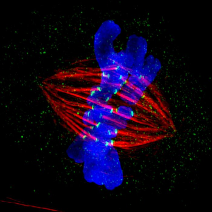 Chung-Ang University Researchers Unravel Role of Cohesins In Embryonic Stem Cell Division