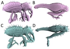 3D models created using X-ray microtomography show the differences in leg shape between the newly discovered Acicnemis ryukyuana and Acicnemis postica.