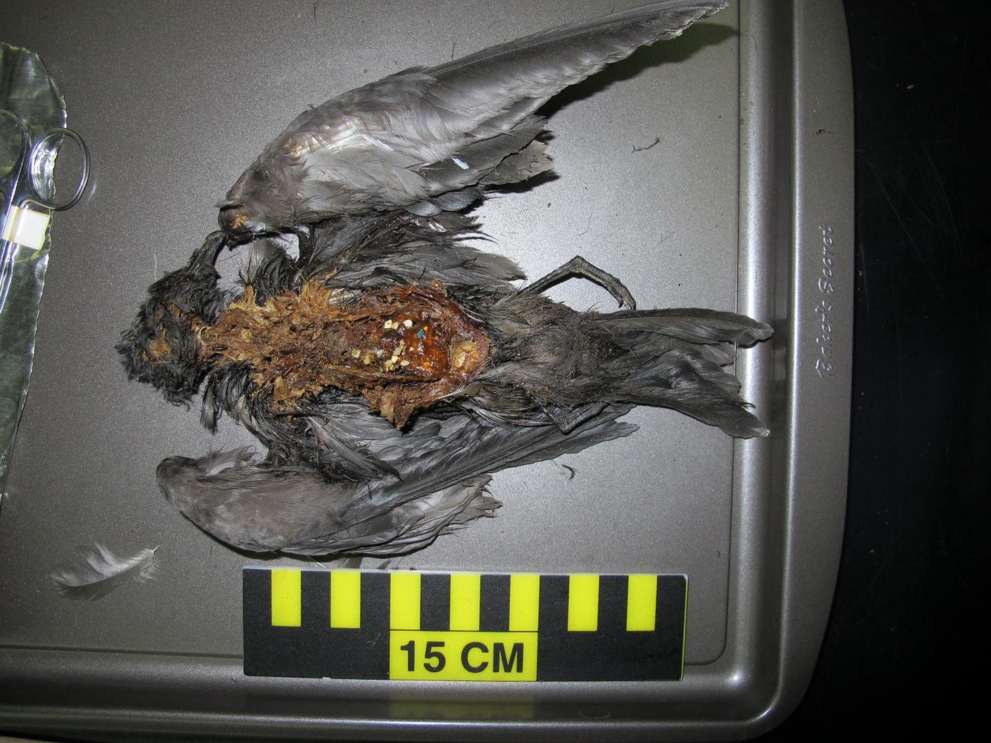 Dead Petrel With Plastic