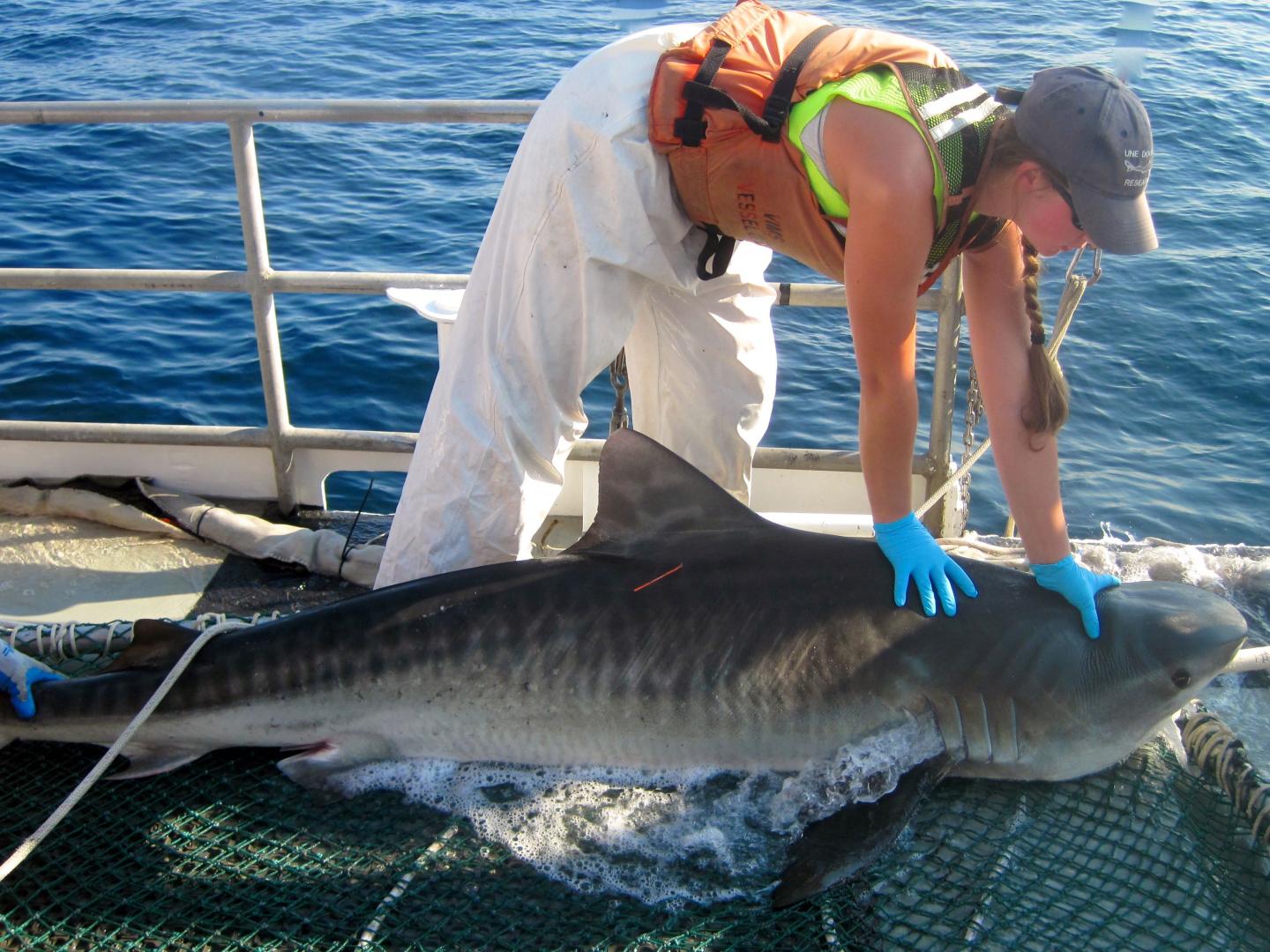 Southeast Bottom Longline Survey 2022 for sharks and snapper.