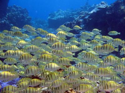 Convict Tang Fish