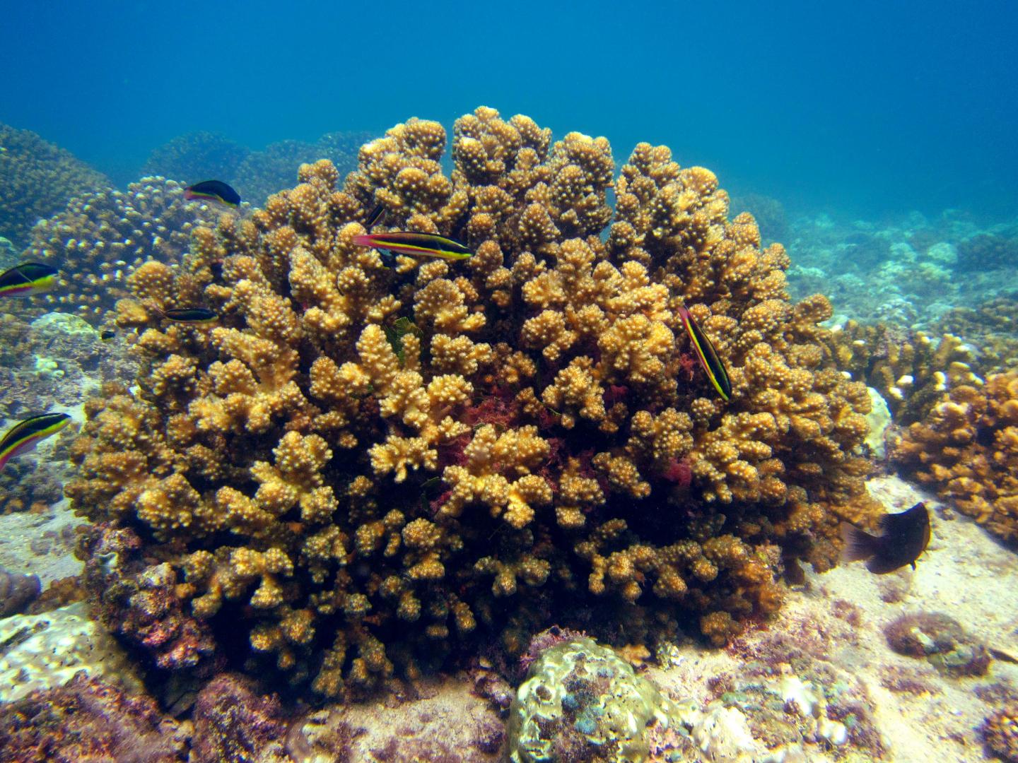 Coral Reef 2