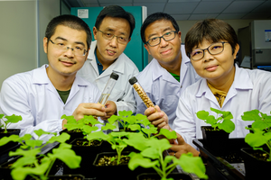 NTU scientists engineer way to make plants yield more oil