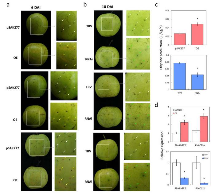 Regulation of PbHB.G7.2 on fruit ripening and ethylene biosynthesis.