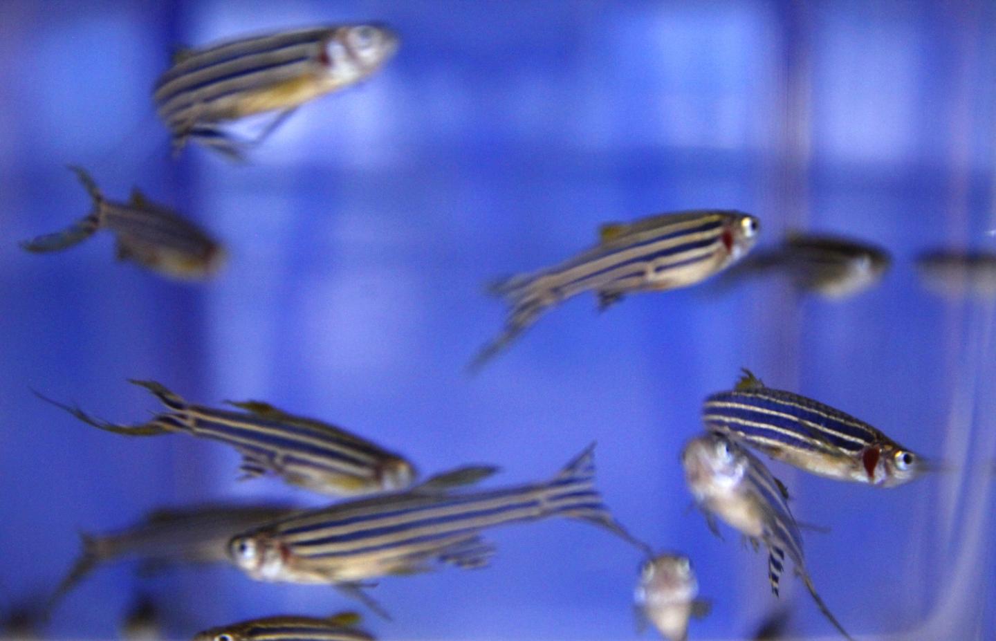 Zebrafish