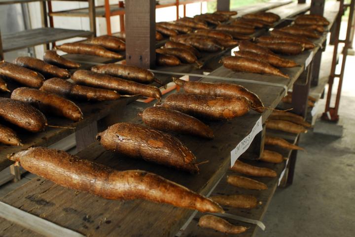 Cassava Roots