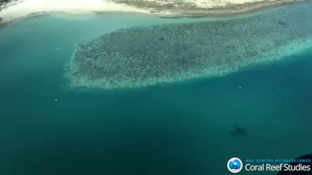 Climate Change Triggers Great Barrier Reef Bleaching