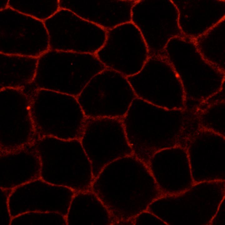 Membranes of Living Cells