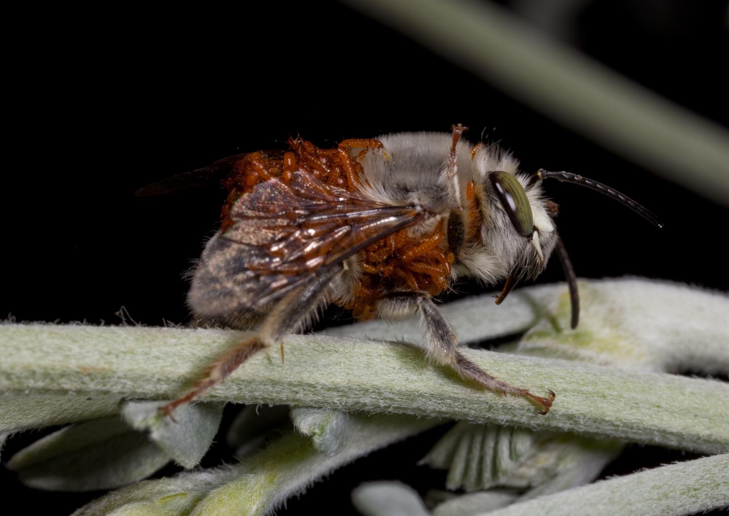 Beetle Adapts Chemical Mimicry To Parasitize Different Bee Species